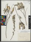 Foto von Salix repens subsp. rosmarinifolia (L.) Andersson